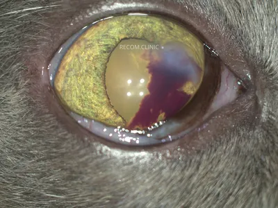 Что такое третье веко у котов и о каких болезнях глаз свидетельствует его  воспаление - Pets