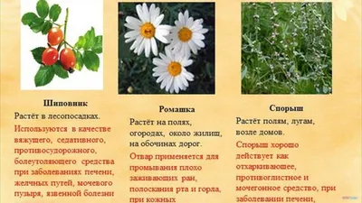 Группа «Чайный домик. Травы Кавказа.» | Facebook