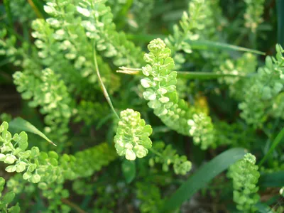 Яркие луговые травы августа 💖 🌾🌸 Лето в Подмосковье - это время, когда  луговые травы и цветы расцветают во всей своей красе! 🌾🌸 Август -… |  Instagram