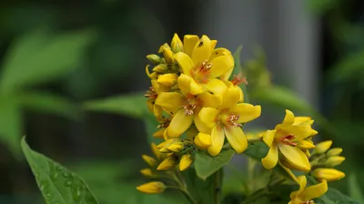 🌱 Купить травы для полутени (теневыносливые) для Подмосковья по цене от  руб с доставкой по Москве - интернет магазин Спелов