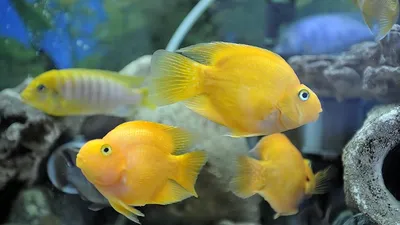 Попугай трехгибридный желтое сердце (Hybrid cichlid) - 6,5-7см купить оптом  и в розницу ≡ ᐈ labeo.com.ua ⋆ Спешите купить!