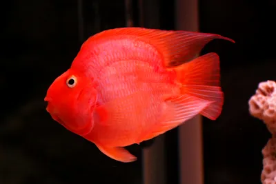 Трехгибридный попугай красный (Hybrid cichlid) - 8.5-9см L-2019-10-412  купить оптом и в розницу ≡ Labeo ᐈ labeo.com.ua ⋆ Спешите купить!