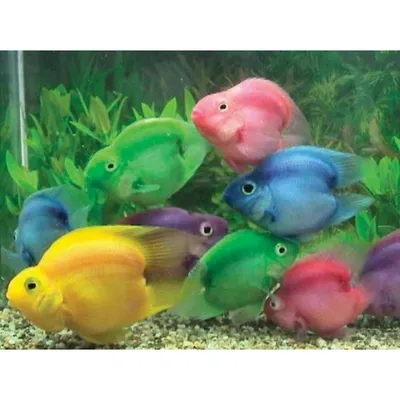 Трехгибридный попугай зеленый (Hybrid cichlid) - 7-8см