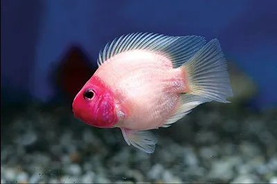 Попугай красный, аквариумная рыбка (5-7 см)