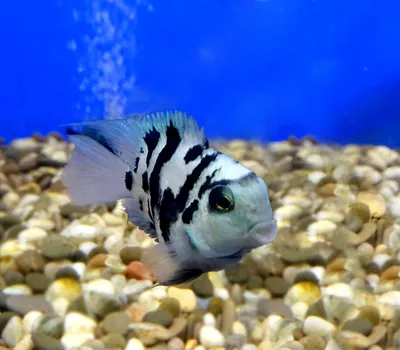 Understanding the Parrot Cichlid | Cichlids, Parrot, Fish pet