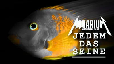 Поделитесь опытом содержания рыбки - Красный попугай! - AQUAFANAT - форум  аквариумистов