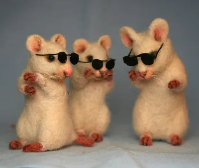 Три крысы фото фото