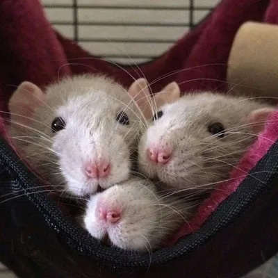 Три крысы подружки (49 фото) | Pet rodents, Funny rats, Cute rats
