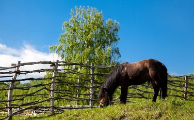 ТРИ МЕДВЕДЯ (Ая) - отзывы и фото - Tripadvisor