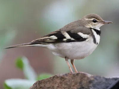 Древесная трясогузка - eBird