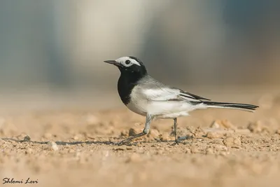 Белая трясогузка (Маскированная) - eBird