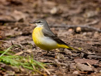 Белая трясогузка - Motacilla Alba - ювенильная птица Стоковое Фото -  изображение насчитывающей ювенильно, вильнюс: 121190910