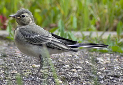 Белая трясогузка — Motacilla alba / Галерея / Птицы России