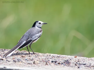 Камчатская трясогузка (Motacilla lugens). Фотогалерея птиц. Фотографии птиц  России, Беларуси, Украины, Казахстана, Таджикистана, Азербайджана.