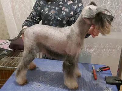 Видеоурок Анны Бардышевой \"Груминг Цвергшнауцера\" - Школа Berrygrooming