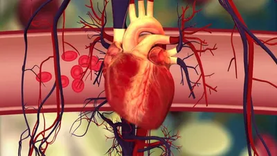 Тромбы в сердце: причины и что делать | Доктор Ленар Кашапов | Дзен