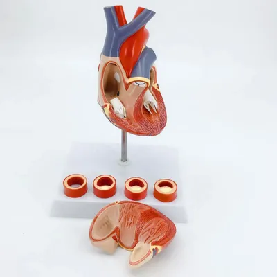 Тромбы при мерцательной аритмии | От чистого сердца ❤️ Ваш персональный  кардиолог | Дзен