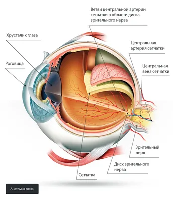 Тромбоз центральной вены сетчатки глаза. Медицинский туризм для жителей РФ,  Казахстана, Азербайджана, Киргизии, Узбекистана, Таджикистана