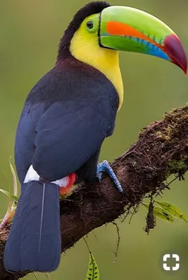 Тропические птицы 💙 ❤ 💚 - наслаждение для глаз | Канал, одобренный  Дарвиным | Дзен