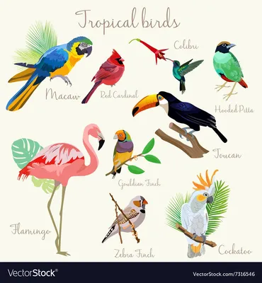 Картинки по запросу тропические птицы фото | Interesting animals, Birds,  Wild birds