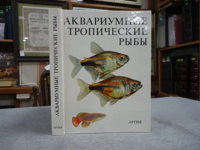 Тропические Рыбы Изолированы На Белом Фоне Клоун Триггерная Рыба — стоковая  векторная графика и другие изображения на тему Рыба - iStock