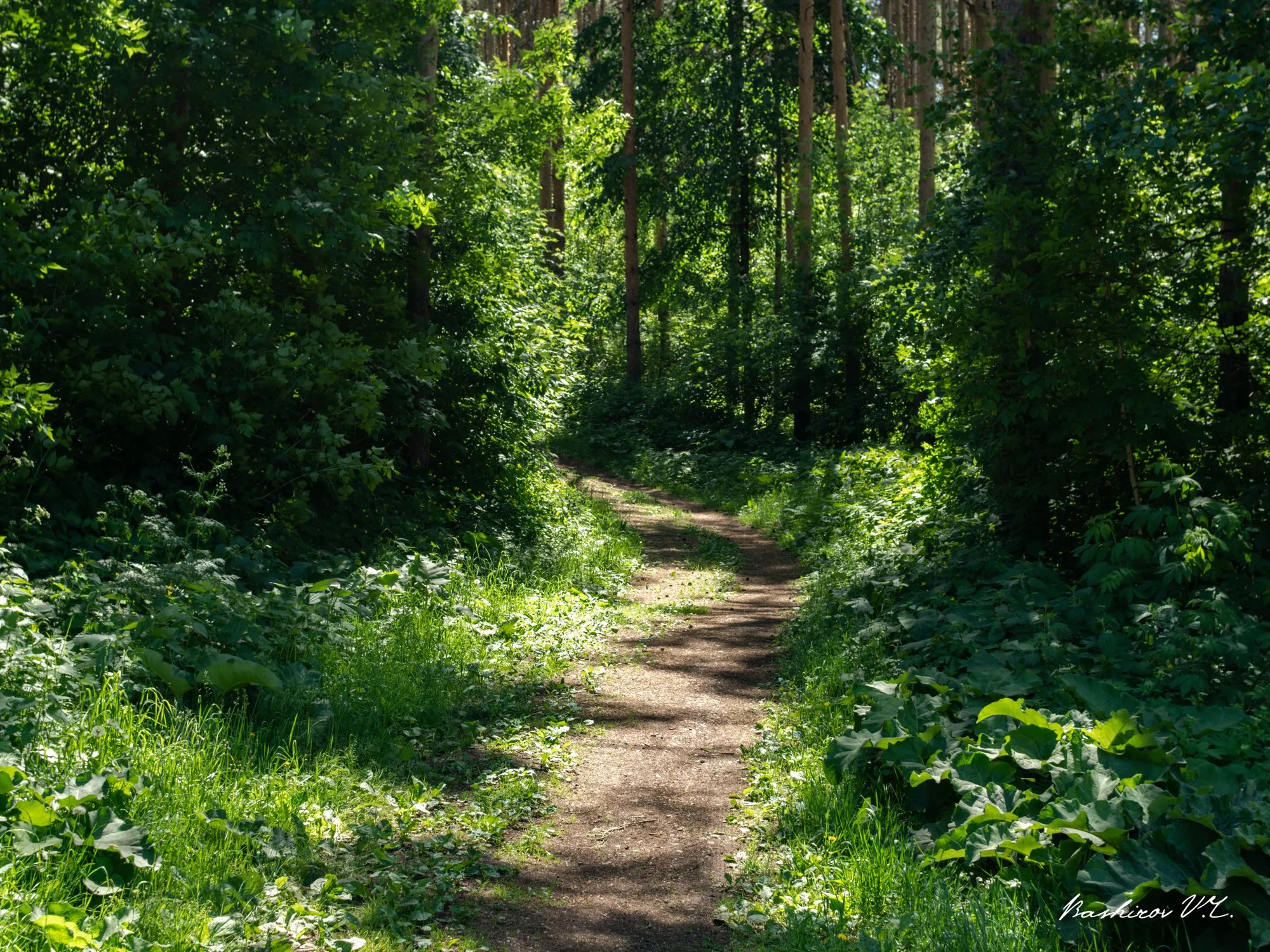 Тропинка в лесу картинки