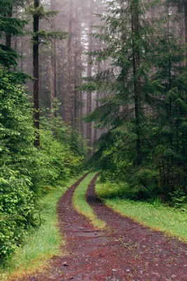 Картинка природа. Тропа, лес, дорога, тропинка, весна, стволы, цветы, пр...  | Spring forest, Natures path, Scenery