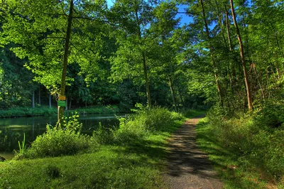 Тропинка в лесу | Пейзажи, Лес, В лес