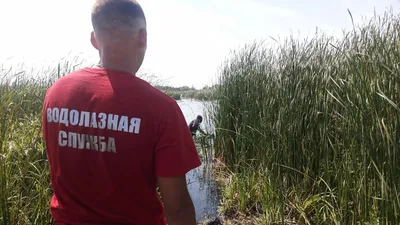 Трупы грызунов обнаружили на берегу одного из ставропольских водохранилищ  :: 1777.Ru