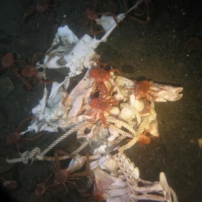 Что происходит с мертвым телом под водой в океане