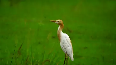 Египетская цапля (Bubulcus ibis) - Cattle Egret | Film Studio Aves - YouTube