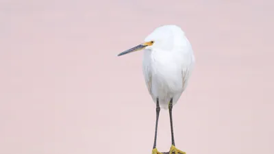 Серая Цапля Птица Ardea - Бесплатное фото на Pixabay - Pixabay