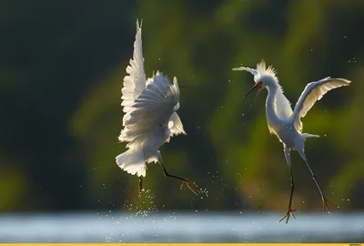 Фотография Птицы цапля Grey Heron Ветки животное