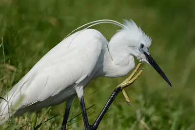 Серая цапля с большой птицей Egret Стоковое Фото - изображение  насчитывающей оба, серо: 84681030