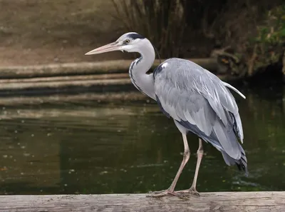 Серая цапля (Ardea cinerea). Птицы Европейской России.