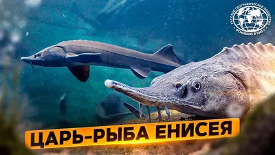 Уникальную смотровую площадку «Царь-рыба» обновят к октябрю - KP.RU
