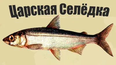 Царская\" рыба стерлядь исчезает из Волгоградской области