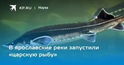 ПензаИнформ - Аргументы и факты - Царская рыба. Как история о сурской  стерляди обросла фейками