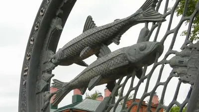 В ярославские реки запустили «царскую рыбу» - KP.RU