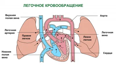 Атеросклероз нижних конечностей – облитерирующий и хронический - причина  онемения ног.