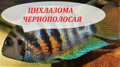 Цихлазома чернополосая - «Это своего рода мини пираньи 🐠. Уже четвёртый  год живут, плодятся и ростут.» | отзывы