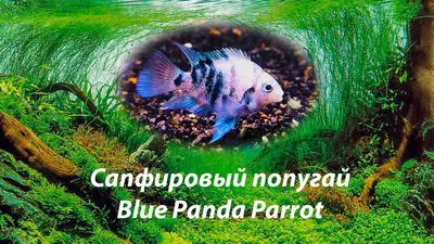 Сапфировый попугай / Blue Panda Parrot - YouTube