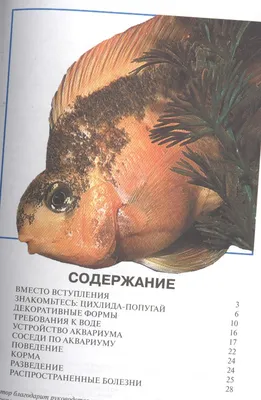 Akvarium: РЫБКА КРАСНЫЙ ПОПУГАЙ (Red Blood Parrot Fish)