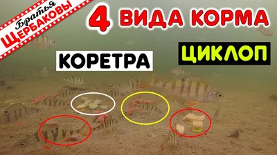 циклоп красный (Calanus) замороженный шоколад 100 грамм | ZOOKOM