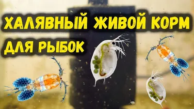 Отзыв о Замороженный корм для рыб Аква Меню \"Циклоп\" | Циклоп способтсвует  усилению естественной окраски рыб.