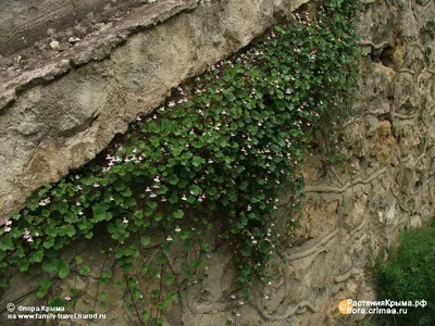 Растения Крыма::Цимбалярия