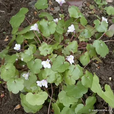 Вертикордия — Цимбалярия постенная белая (Cymbalaria muralis)