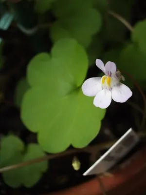 Cymbalaria muralis ssp. visianii - Изображение особи - Плантариум