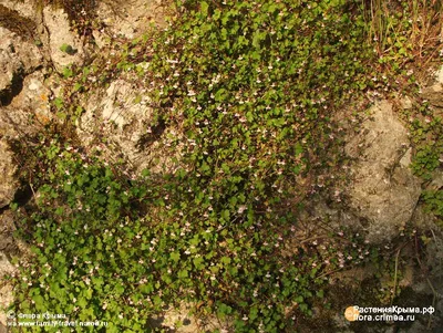 Cymbalaria muralis Цимбалярия постенная | helga.ee