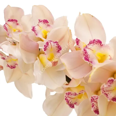 Speaking Roses Cyprus - ЦИМБИДИУМ (Cymbidium) – красивоцветущая орхидея, в  естественных условиях растет на стволах и ветках деревьев, в комнате  выращивается на специальном субстрате. Цвета у Цимбидиума многообразны, от  бело-розового до фиолетово ...